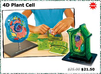 4D Plant Cell Model