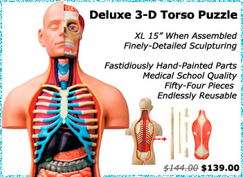 Deluxe 3D Torso Puzzle Medical Model